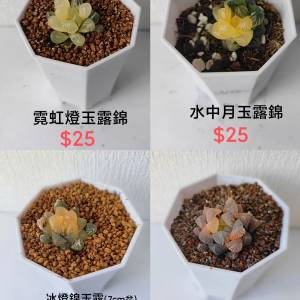 盆栽（清位）