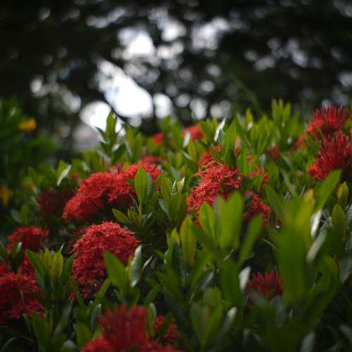 Kodak Anastigmat 50mm f/3.5 電影鏡頭