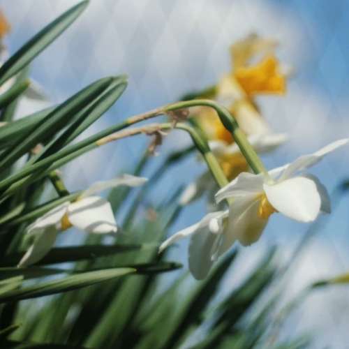 德國白銀鏡 ISCO Gottingen Westanar 50mm f2.8 (M42) 螺旋散景 合 Sony A7 Fuji F...