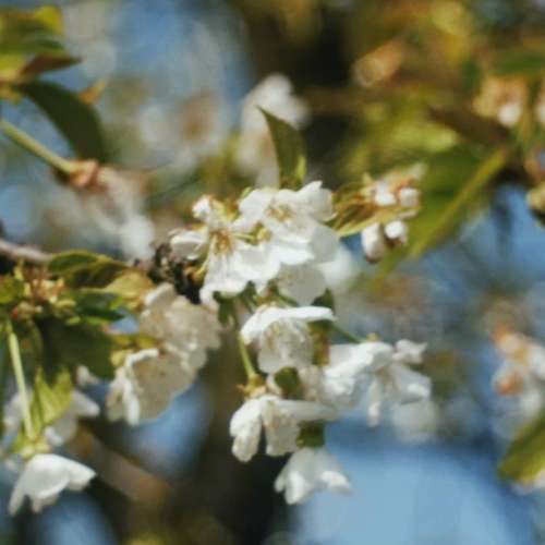 德國白銀鏡 ISCO Gottingen Westanar 50mm f2.8 (M42) 螺旋散景 合 Sony A7 Fuji F...