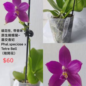 盆栽（清位）