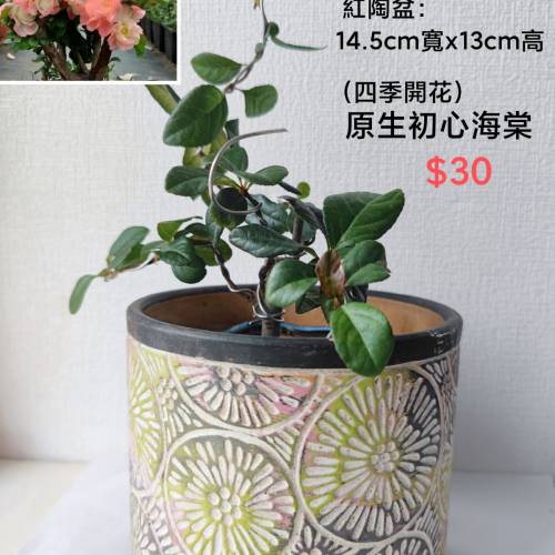 海棠，花盆