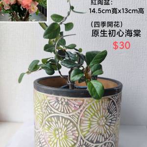 海棠，花盆