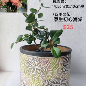盆栽（清位）