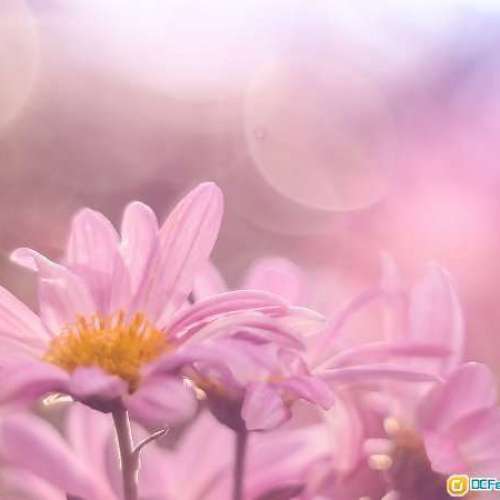 Pentacon MC 50mm f1.8 多層鍍膜 標準 定焦 大光圈 人像鏡 M42 [蔡司血統]