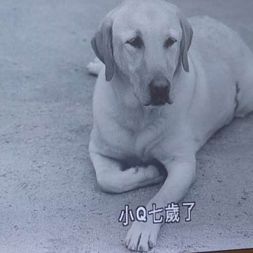 導盲犬小Q的ㄧ生QUILL DVD