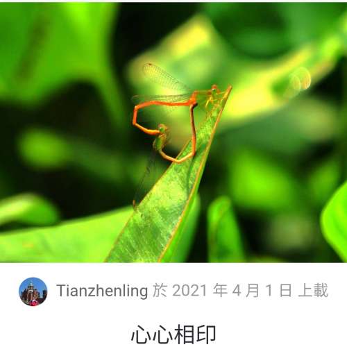 95% 新 Olympus zuiko digital 50-200/f2.8-3.5