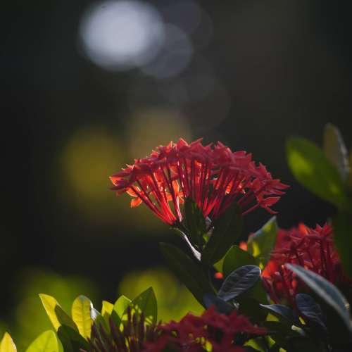 Takumar Asahi Opt .Co. 135mm f/3.5 M42-mount