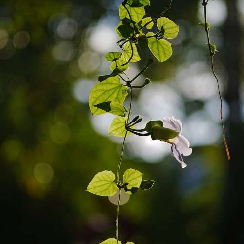 Takumar Asahi Opt .Co. 135mm f/3.5 M42-mount