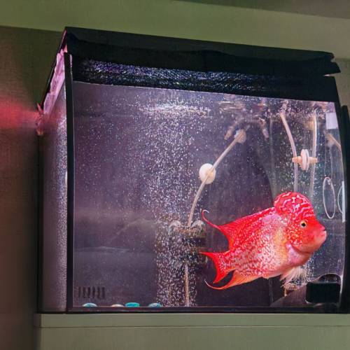 富華Fluval Flex 15L魚缸