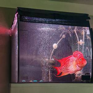 富華Fluval Flex 15L魚缸