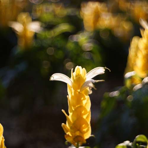 Agfa Color-Apotar 42mm f2.8 Paratic