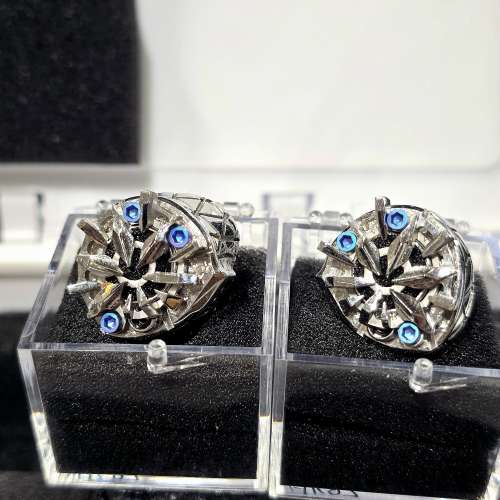 小白菊 Magic-Shark 幻鯊