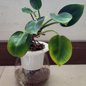 水種植物 ~ 碧玉