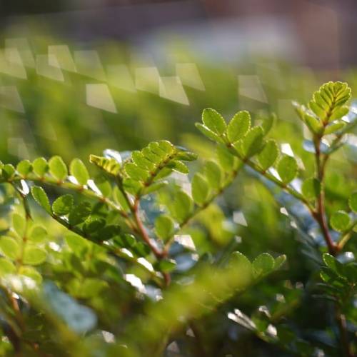 Yashica Yashinon 4.5cm f1.8