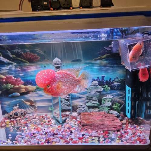 搬屋出謱80cmx33cmx52cm高 觀賞魚缸全套配連巨頭紅金花羅漢15cm