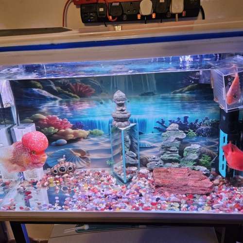 搬屋出謱80cmx33cmx52cm高 觀賞魚缸全套配連巨頭紅金花羅漢15cm