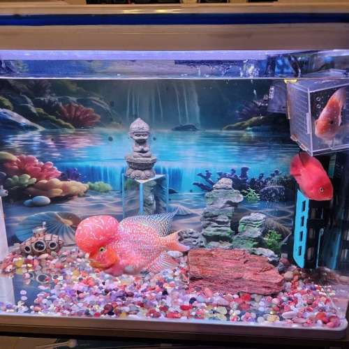 搬屋出謱80cmx33cmx52cm高 觀賞魚缸全套配連巨頭紅金花羅漢15cm