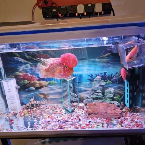 搬屋出謱80cmx33cmx52cm高 觀賞魚缸全套配連巨頭紅金花羅漢15cm
