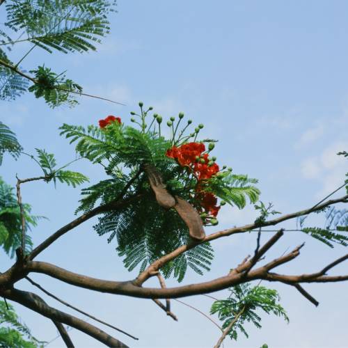 Pentax 645n with FA 75mm 2.8, 55mm 2.8, 67 to 645 adapter