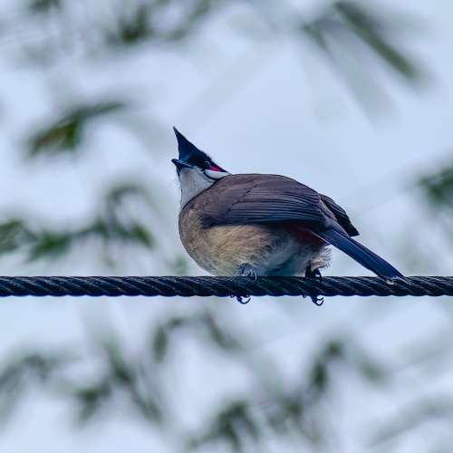 （相機旗艦）新年紅X200 ULTRA 16+512 連蔡司鏡頭