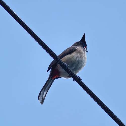 （相機旗艦）新年紅X200 ULTRA 16+512 連蔡司鏡頭