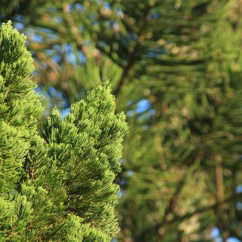 Tamron 騰龍 28-300mm 非 28-200mm 旅遊鏡 天涯鏡