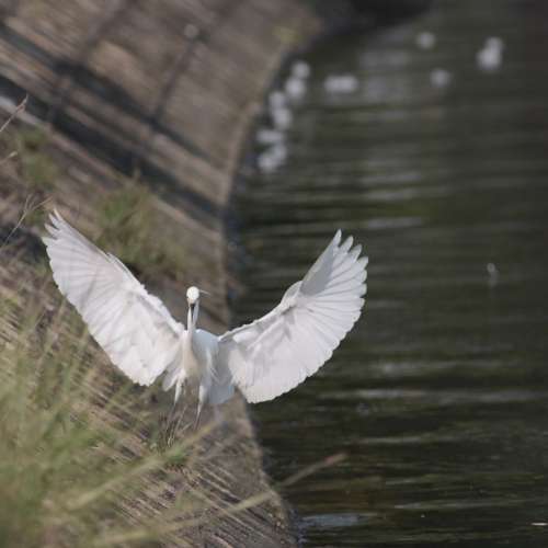 Nikon Nikkor AIS 400mm 400 f5.6 *ED