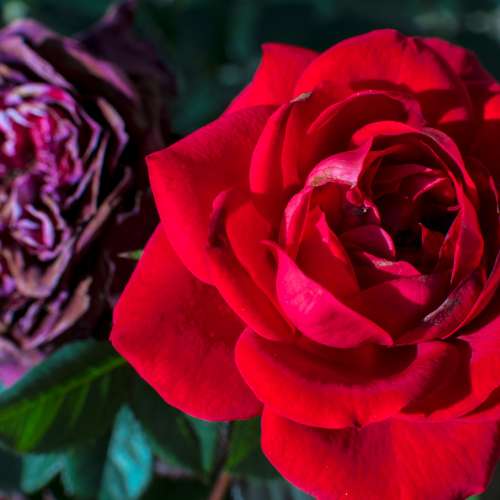 (M42) Mamiya Sekor SX 55mm f1.8 手動大光圈標準鏡頭