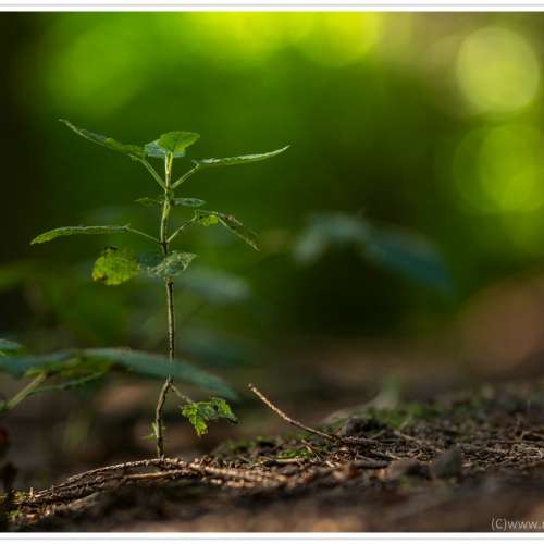 Schacht Travenar R 135mm f3.5, West Germany (新淨)