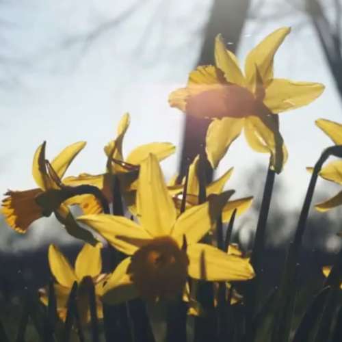 德國白銀 E. Ludwig Meritar 50mm f2.9 路德維格標準鏡 (M42 mount) 合 A7 FX EOS