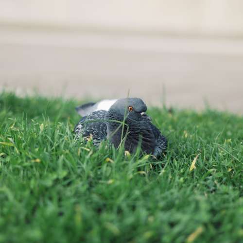 Leitz Tele-Elmarit 90mm f/2.8 ，瘦九，Leica