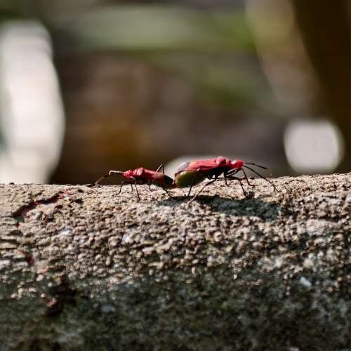 X200 ULTRA 16+512 紅色 連 蔡司增距鏡