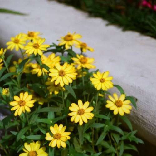 ** EXP : 02/2012 ** Fujifilm Superia Venus 800 - 36exp, 135/35mm Color Negative