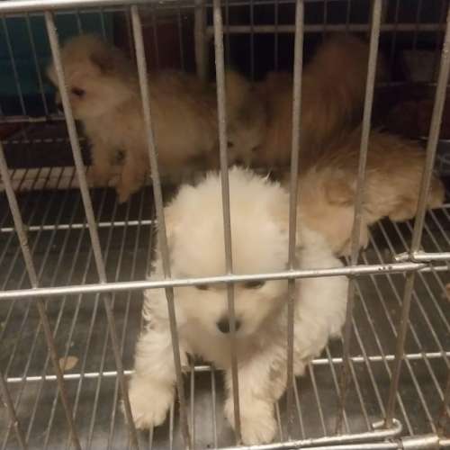 松鼠狗（博美犬Pomeranian）BB待領養