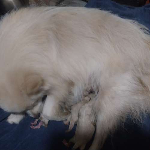 松鼠狗（博美犬Pomeranian）BB待領養