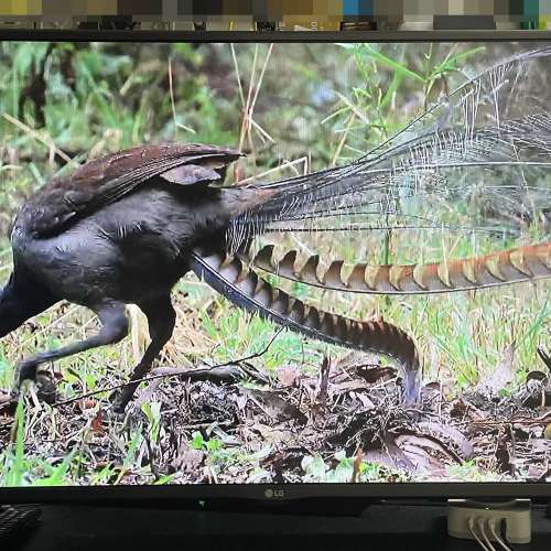 [平放/灣仔包送] 韓國製 LG 42吋 FullHD IDTV 薄機身電視，跟腳架，遙控
