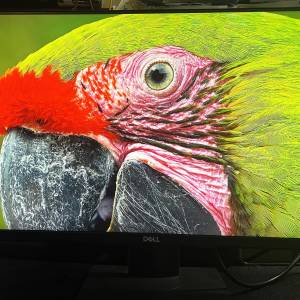 Dell P2419H 24吋 IPS 顯示器｜可升降旋轉 | 無光點死點｜灣仔試機
