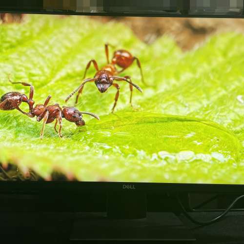Dell P2419H 24吋 IPS 顯示器｜可升降旋轉 | 無光點死點｜灣仔試機