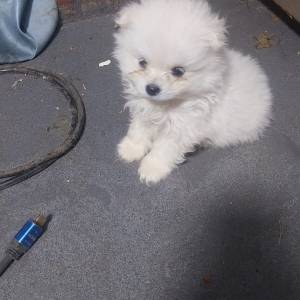 松鼠狗（博美犬Pomeranian）BB待領養