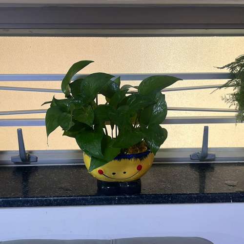 搬屋清位：多款健康盆栽连靓盆