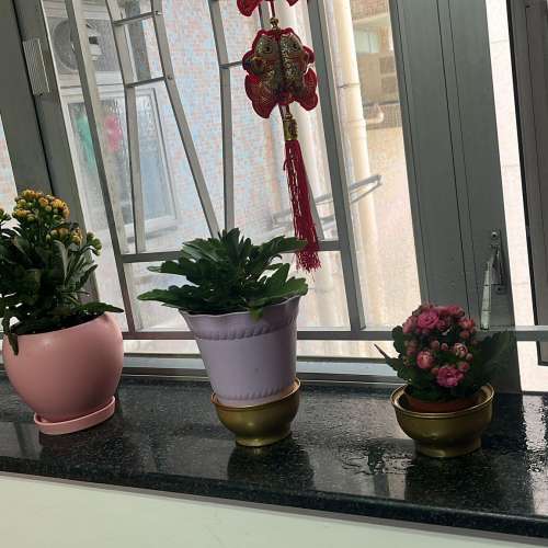 搬屋清位：多款健康盆栽连靓盆