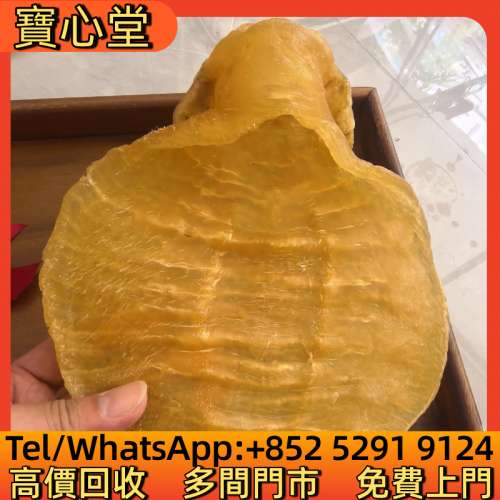 高價回收 金蘭赤嘴鰩魚膠，花膠，魚膠，魚肚，老花膠，陳年花膠，鳘魚膠，北海母，...