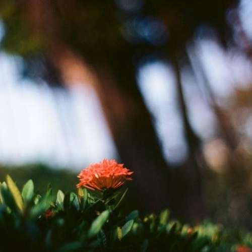Minolta MC Rokkor-PF 58mm f1.4 大光圈鏡頭 SR MC MD mount x700 srt101 人像鏡頭