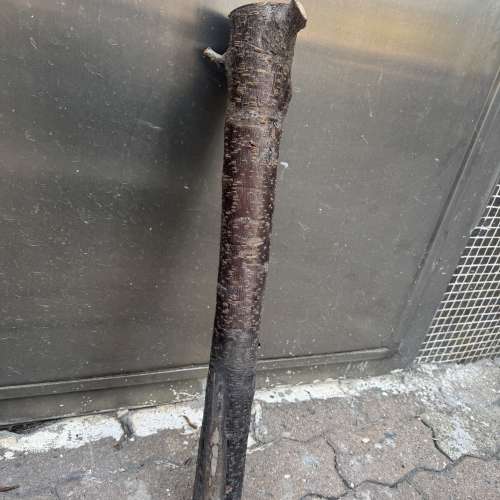 各位師兄，農曆新年快到，香港好多商場及銀行門口擺放好靚桃花，请唔好放過元宵後，...