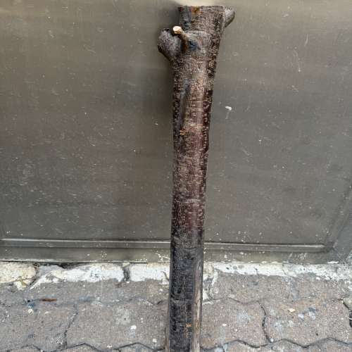 各位師兄，農曆新年快到，香港好多商場及銀行門口擺放好靚桃花，請唔好放過元宵後，...