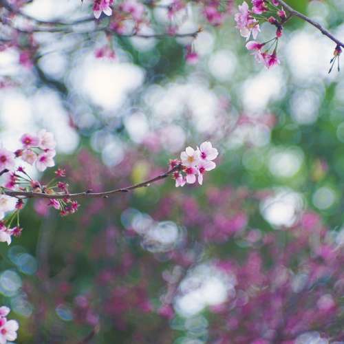 Canon LTM 85mm 1.9 人像老鏡頭 （Canon 85mm f/1.9 L39）