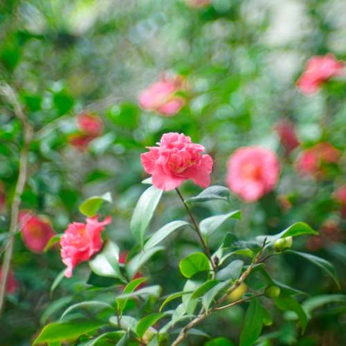 戰前 Carl Zeiss Sonnar 5cm 1.5 人像老鏡頭 （Sonnar 50mm f/1.5 無鍍膜版 白玻璃...