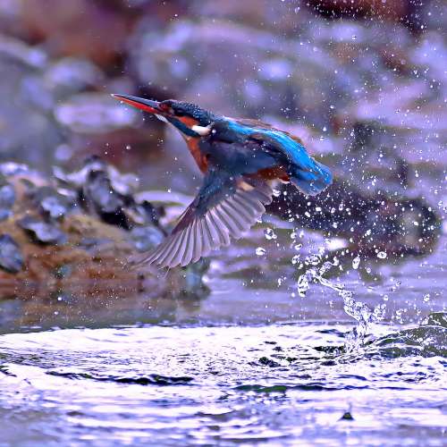 賓得名鏡 打雀利器 pentax a* 300mm f2.8