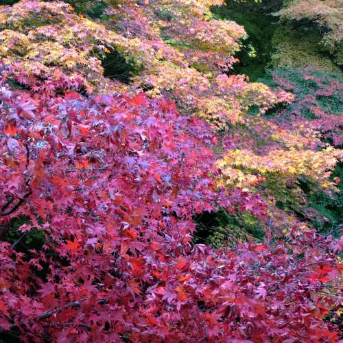 放七支副廠及一支原廠NIKON手動對焦鏡,全部合NIKON AF及Ais全部鏡共=$8000